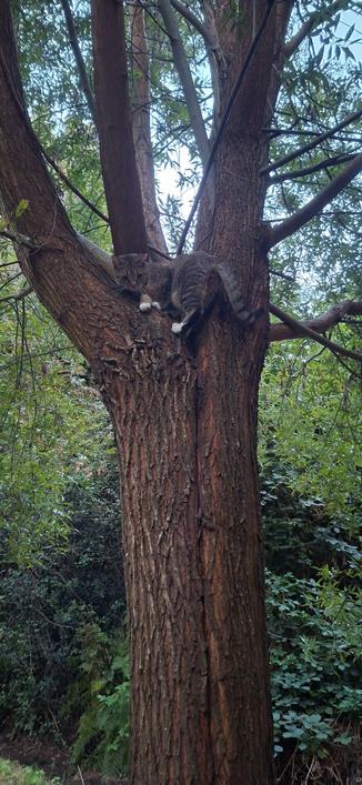Cat perched up in a tree, glaring down at my fierce Golden Retriever