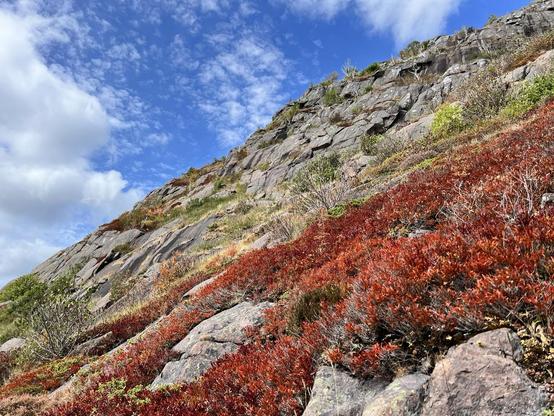 A colourful rugged hillside backed by a blue sky with puffy and wispy white clouds. The hills skyline cuts the image from bottom left to top right, with the bottom showing large rounded boulders surrounded by fiery red low ground cover. The next band of vegetarian is sparsely arranged yellow-green small trees. The top of the hillside is angular rock features with different shades of grey and brown. [Signal Hill National Historic Site (St. John’s, Canada) August 2025]