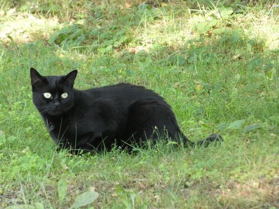 Eine komplett schwarzfellige Katze ist im Gras und kuckt leicht an der Kamera vorbei. Sie hat blau-grüne, sehr helle Augen.