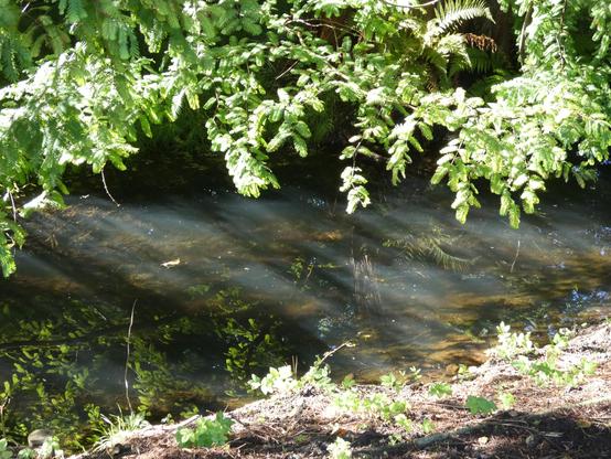 Ein Bächlein im BotGart. Über ihm hängen Tannenzweige, die sich im Wasser wunderbar spiegeln. Die Sonne durchbricht die Zweige, teils sehr hell gleißend. Man sieht auch etwas des Ufers. Das Wasser ist braun spiegelnd.