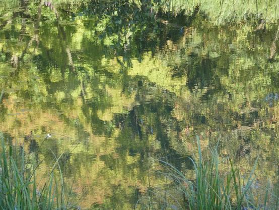 Ein Teich im BotGart. Vorne sind Schilfblätter. Man sieht sonst im Wasser in vielen bunten Grüntönen Bäume/Blätter und Stämme sich spiegeln.