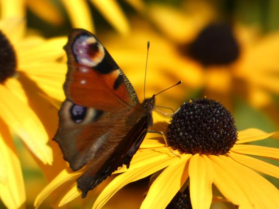 Ein Tagpfauenauge (Schmetterling) sitzt auf einer gelben Blüte. Er rüsselt in der braunen Blütenmitte rum. Auf seinen Flügeln sieht man kastanien-braun-rot und in anderen Farben eine bunte Zeichnung, die an Augen erinnert. Auch gut, kann man seine zwei starren Fühlers erkennen. Im Hintergrund unscharf, sind weitere dieser gelben Blüten zu sehen.