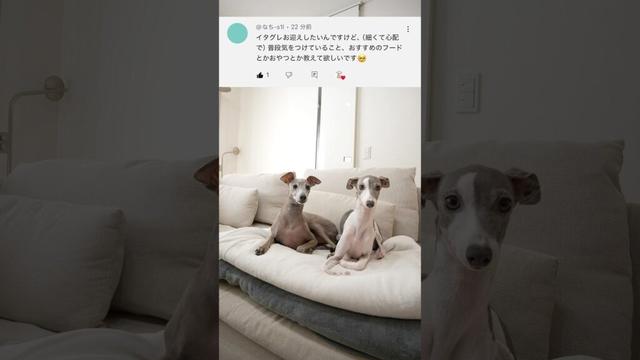 イタグレを飼うのに気をつけている事、オススメのフードやオヤツを教えます！！#shorts