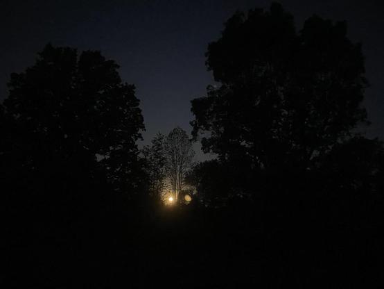 Glow of yellow light through trees in a dark-n-dark image of two big trees surrounding a thinned tree with relatively few leaves that is letting the moonlight through