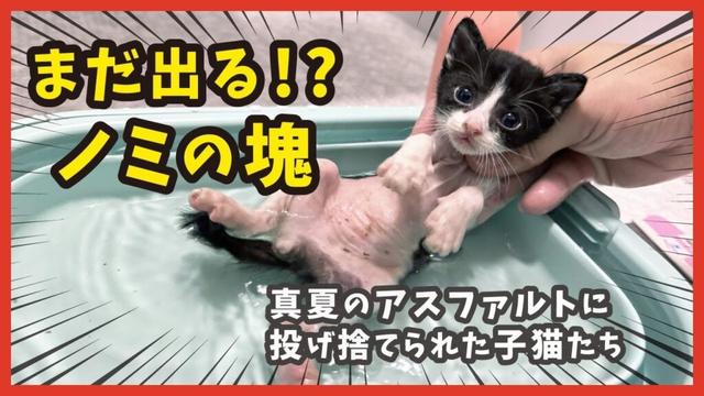 【ノミ地獄】お風呂で発覚…捨てられた子猫のノミの量が想像を超えた