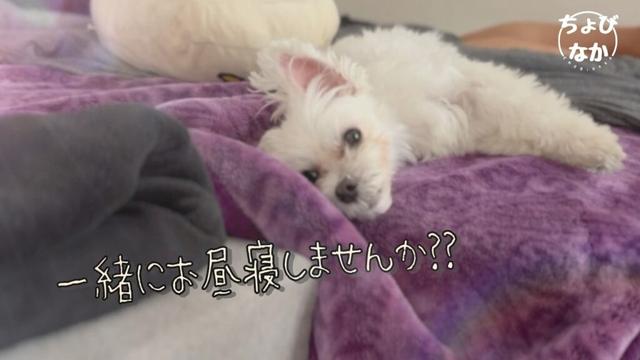 分離不安症系・甘えん坊の魅力たっぷりマルチーズ!!♯122