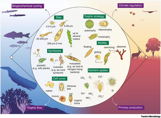 illustration of some important traits to include in protist trait databases