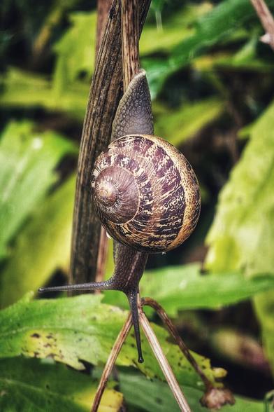 A close-up, vertical shot of a common garden snail with a brown patterned shell, clinging to a dried, thin plant stem. The snail's eyestalks are visible, and its body is extended along the stem. The background is a soft, blurry green, consisting of various leaves and foliage.