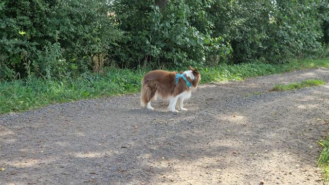 blickt in die andere Richtung