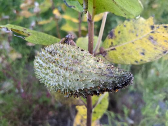 A close-up photo of a milkweed pod against a background of foliage. At the center-top of the frame, easy to miss, is a striped caterpillar hanging down, presumably from a leaf that is out of sight.