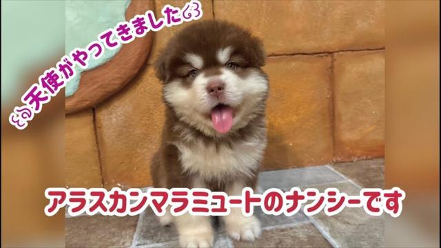Part1♡ライブ配信！はじめましてアラスカンマラミュートのナンシーです♡