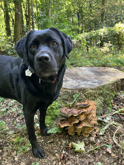 A black lab looking into the camera with a puzzled expression standing next to a tree stump with a large orange mushroom.