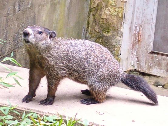 juvenile groundhog (Marmota monax) in left profile view