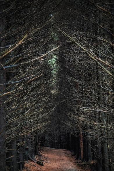 A narrow, winding path of reddish-brown earth leads into a dark and dense forest. The trees on either side are heavily intertwined with tangled, bare branches, creating a natural tunnel effect. The path recedes into the distance, with a small patch of light visible at the end.