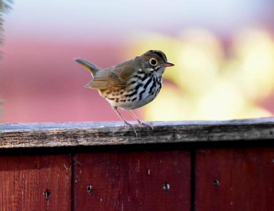 Very cute little bird, slightly bigger than an average sparrow, sits on a wooden fence. It has a white breast with blaxk stippled stripes, olive brown back and wings, a short, upright tail, and stripes in its head like a tiny little punk.