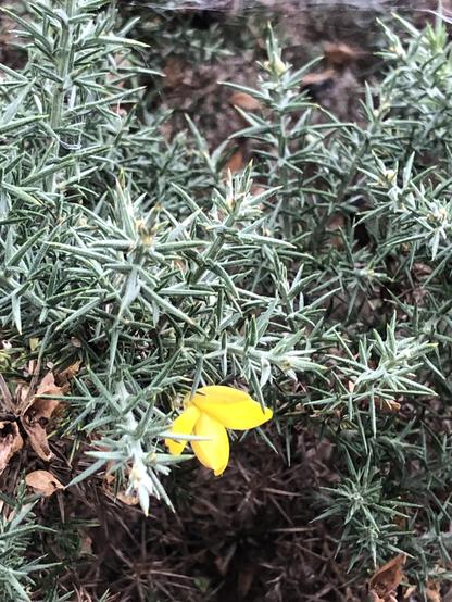 A cropped photo of a single bright yellow gorse flower on a spiky leaved bush.
