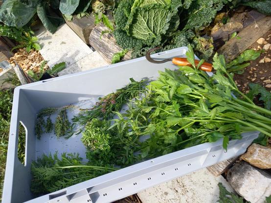 Das Bild zeigt eine graue Plastikkiste, gefüllt mit verschiedenen frisch geernteten Kräutern und Gewürzen. Neben der Kiste liegen weitere grüne Blätter, wahrscheinlich Kohl, auf dem Boden. Ein Gartenwerkzeug mit hölzernem Griff ist neben der Kiste zu sehen. Der Gesamteindruck ist der einer Ernte oder des Sammelns von Kräutern aus einem Garten.