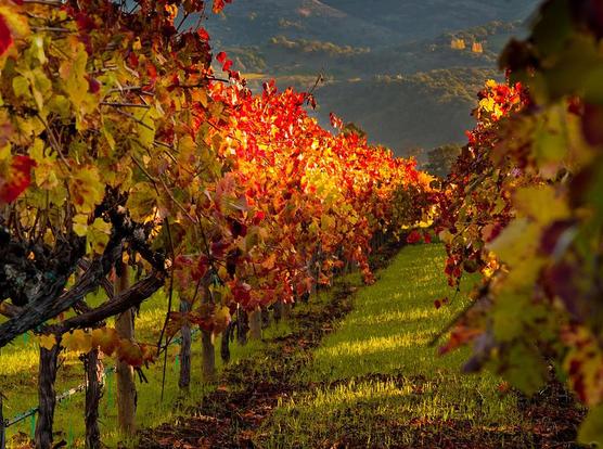 Color On The Vine

This is an image of a vineyard in Napa Valley in Northern California. 
This was captured early on morning during the fall season. 
The crop rows lead your eye back into the image. The valley floor here has a nice green layer of grass between the grape vines.
Because this was captured in late fall the grapes have already been harvested. The vines themselves have turned into a brilliant golden yellow and orange.