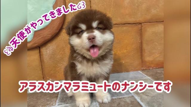 Part2♡はじめましてアラスカンマラミュートのナンシーです♡