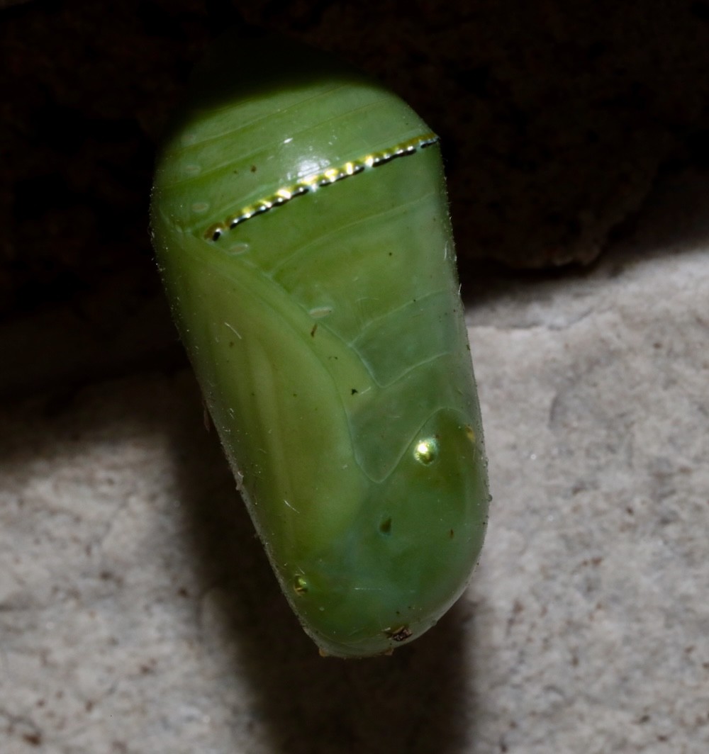 Monarch chrysalis