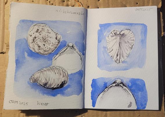 Aquarellierte Federzeichnung über 2 Seiten im kleinen Skizzenbuch: einige rundliche Muschelschalen mit geriefelter Außenhaut, in verschiedenen Ansichten, vor blauem Hintergrund, Text: Körbchenmuschel