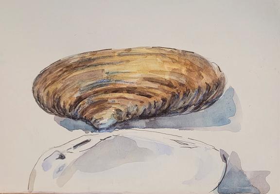 Aquarellskizze: braune, langgestreckte Muschelschale mit geriefelter Außenhaut, davor eine Zeichnung der hellen Innenseite