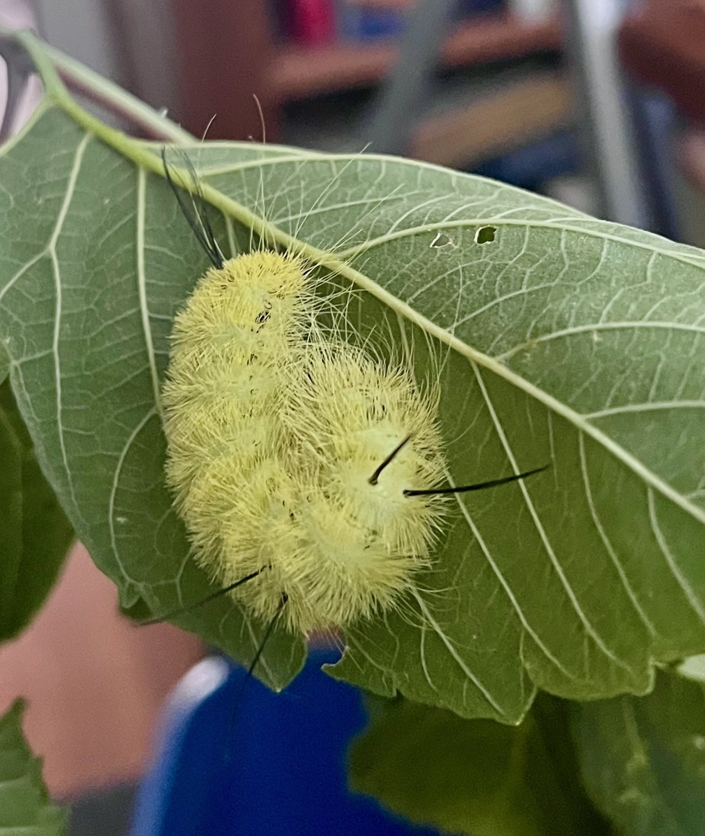 Dagger moth caterpillar