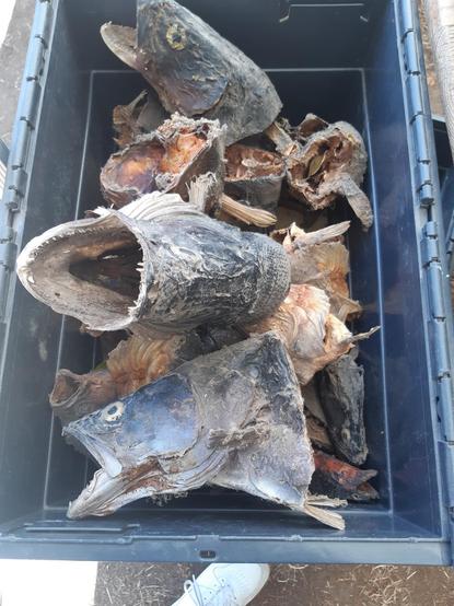 Une caisse pleine de têtes de poissons secs...?