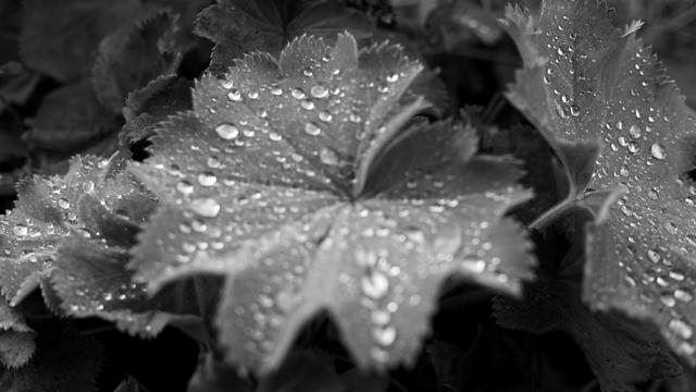 Schwarz-weiß Version, Erdbeer-ähnliches Blattwerk mit vielen Tropfen