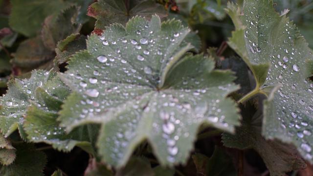 Unbearbeitete Version wie von der Kamera als JPEG ausgespuckt