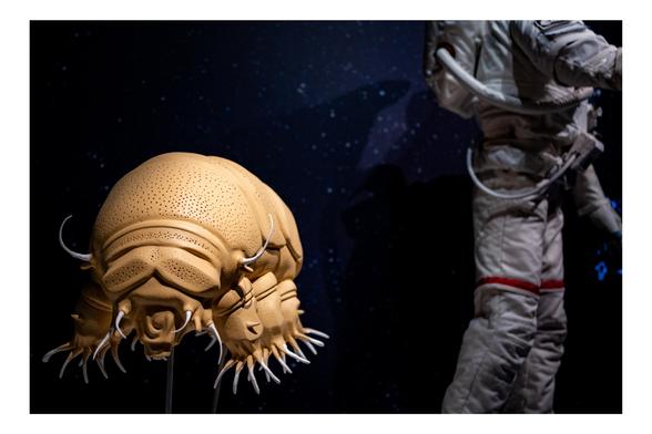Un tardigrade et son ami spationaute