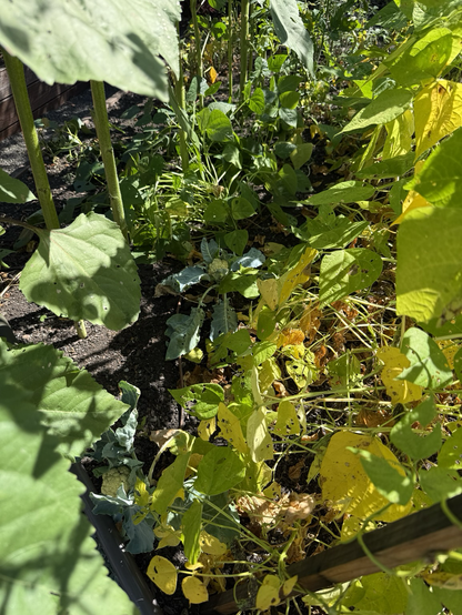 Mess of a vegetable garden with a tiny cauliflower plant in the middle