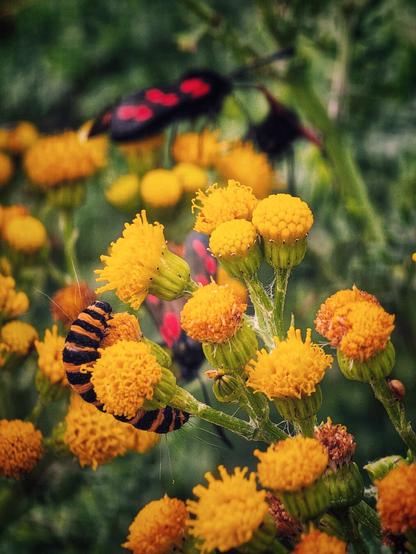 A close-up, macro photograph shows a vibrant scene of insects on bright yellow flowers. A black and orange striped caterpillar is crawling on a flower stalk, while a black moth with striking red spots is visible in the soft-focus background. The image is rich with detail, capturing the intricate relationship between the insects and the plants. The overall mood is one of discovery and natural beauty.