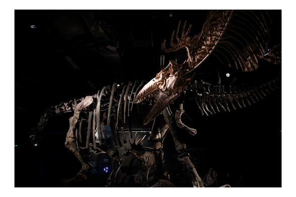 Deux dinausores en désaccord