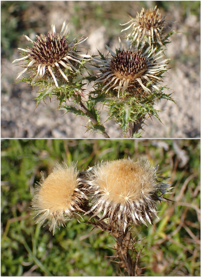 Carline Thistle flowers above and its seedheads below.
