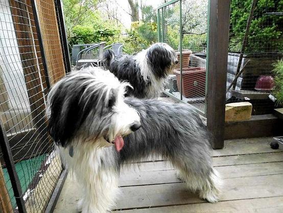 Die kleine schwarzweisse Bessy steht vor einer Glastür und schaut quasi über die Schulter nach lins hinten. Ein paar Meter hinter ihr steht eine stattliche und recht zottelige Bearded Collie-Hündin, eben ihr Mama. Sie schaut auch dorthin, wo Bessy hinschaut.
