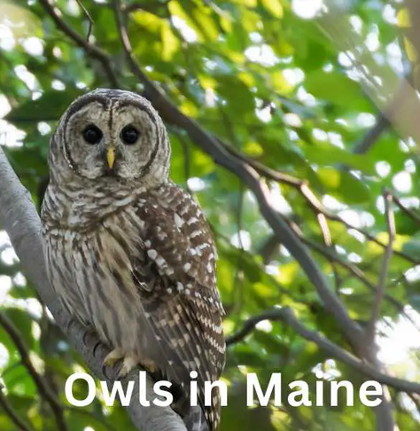 A photograph of a barred own sitting on a tree branch. There are leaves in the background. The text reads: Owls In Maine.