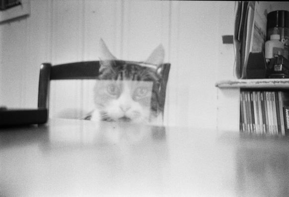 Black and white photo of a tabletop, wall, some poetry magazines, and the transparent head of a cat.