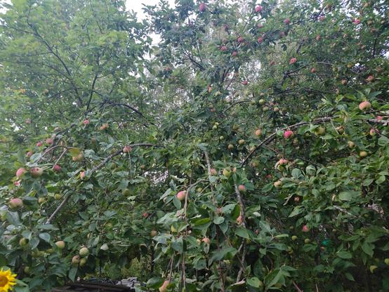 Omenapuukuva jossa on paljon paljon keltaisia, vihreitä ja punaisia omenoita.