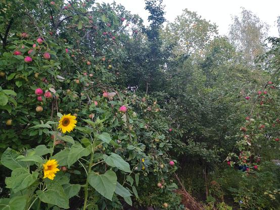 Toinen omenapuukuva jossa on paljon punertavia omenoita sekä pari auringonkukkaa vasemmassa alanurkassa.