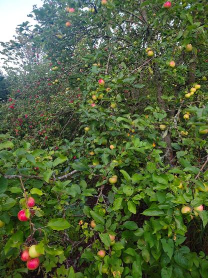 Kolmas kuva omenapuista, punaisia, vihreitä ja keltaisia isompia omenoita roikkuu puussa.