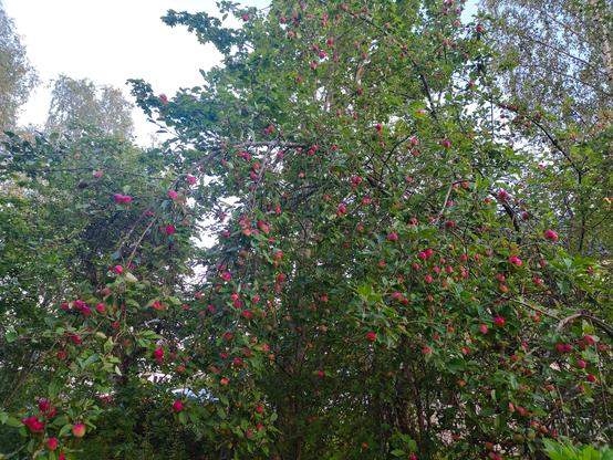 Neljäs kuva omenapuusta jossa on paljon punaisia omenoita.