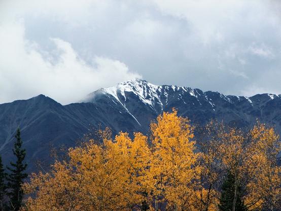 Photo of yellow leaves on trees with snow brush mountains beyond against a cloudy sky. Photo taken near Tanacross on September 12, 2006.