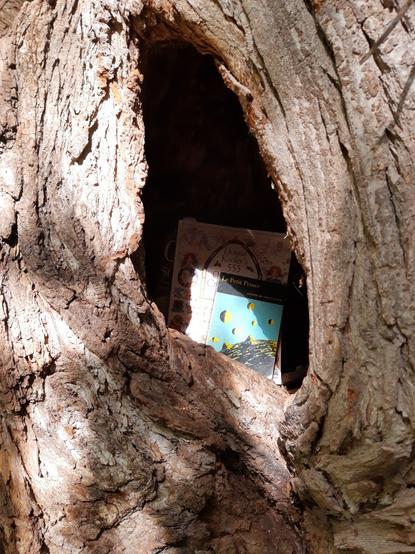 Photo of a big tree trunk, rough bark (maple, maybe? I wasn't paying attention) with a great big hole. Dappled sun is revealing the books set inside, including the cover of "Le Petit Prince" and a book of cross stitch patterns.