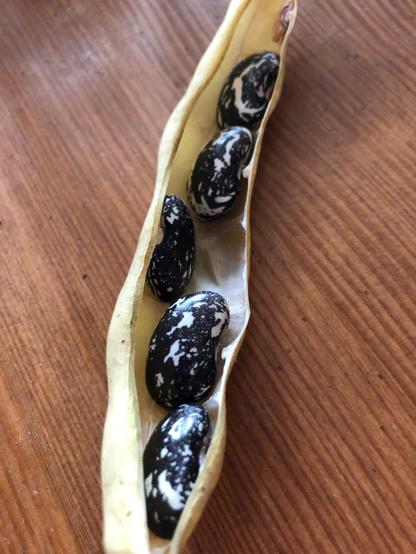 five black and white skunk beans in their dry open pod