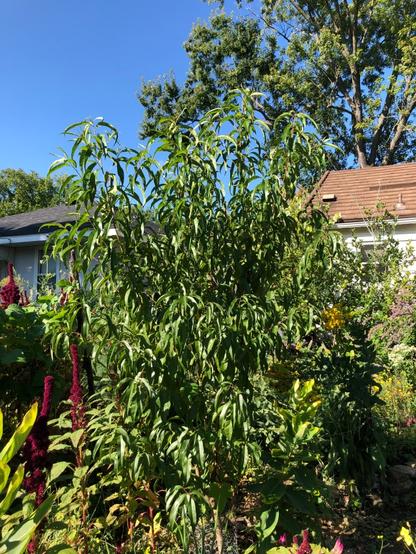 peach tree in a garden against a blue sky
