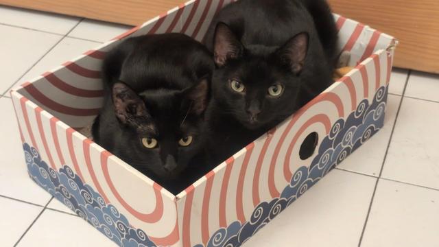 Photo de deux chats noirs qui tiennent dans une boîte en carton un peu trop petite pour deux. Maoa ça passe.