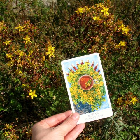 Photo of my hand holding a tarot card with a drawing of St Johns Wort in front of an actual St Johns Wort plant with its bright yellow flowers.