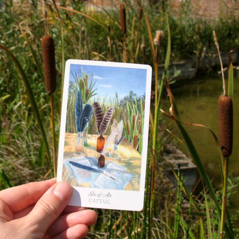 Photo of my hand holding a tarot card in front of cattail plants growing around a pond. On the card the drawing depicts cattail growing behind a wooden table with feather pens in glass jars and one feather pen lying on top of hand-written letters.