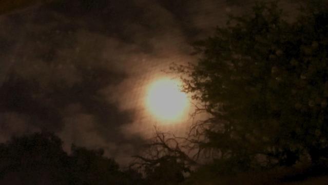 phto of the night sky from a window. the full moon is blown out. the sky is cloudy. there are multiple tree brancehs visible, and the window screen and the frame are barely visible